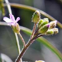 Perennial Rockcress or Rock Cress, Boechera perennans